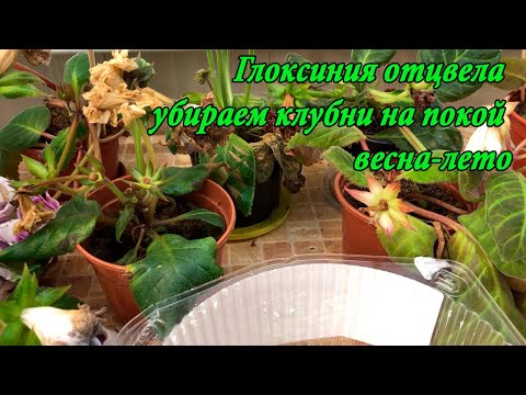 Видео: Убираем клубни глоксиний на покой весной-летом