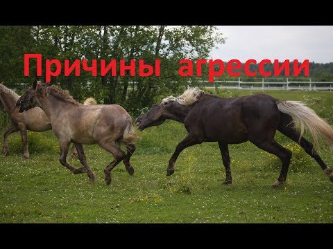 Видео: Почему лошадь нападает?