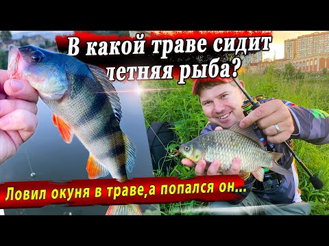 Видео: Ловля окуня в жаркую погоду | Микроджиг и приманки Jara baits | В какой траве сидит окунь в жару?