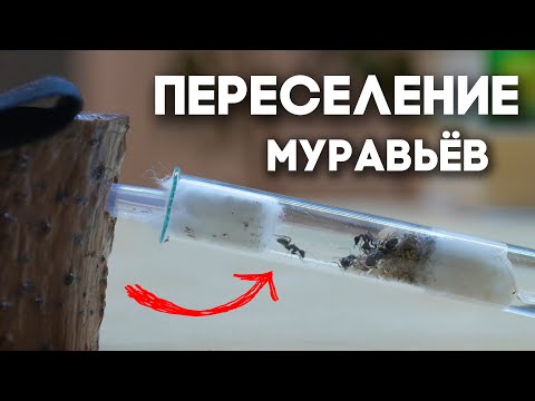 Видео: ПЕРЕСЕЛЕНИЕ МУРАВЁВ ГИГАНТОВ CAMPONOTUS VAGUS В НОВЫЙ ФОРМИКАРИЙ И РАСШИРЕНИЕ ДЛЯ ДРУГИХ МУРАВЬЁВ!