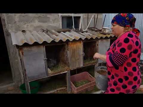 Видео: кролиководство.крольчата остались без мамки.