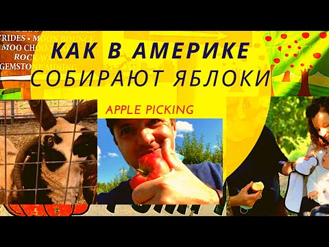 Видео: Сбор яблок в США. Apple Picking.