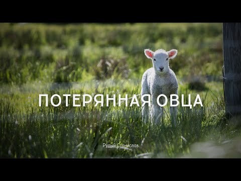 Видео: Короткая проповедь - Потерянная овца | Рудый Станислав| 04.08.2024