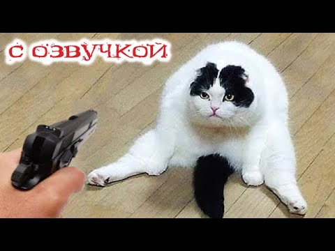 Видео: Приколы с котами! Смешные коты! - С ОЗВУЧКОЙ! Самые смешные животные - УГАР!