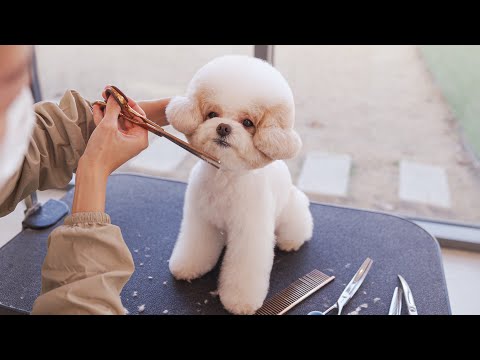 Видео: Здесь есть кукла?