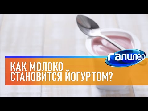 Видео: Галилео 🥛 Как молоко становится йогуртом?