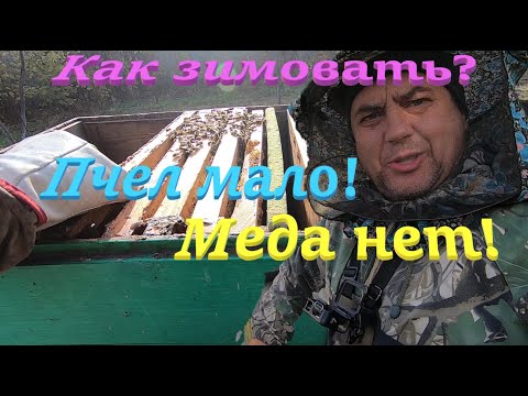 Видео: ✅ МЕДА НЕТ и МАЛО ПЧЕЛ как зимовать..? Зимуем 100%! #пчеловодство1