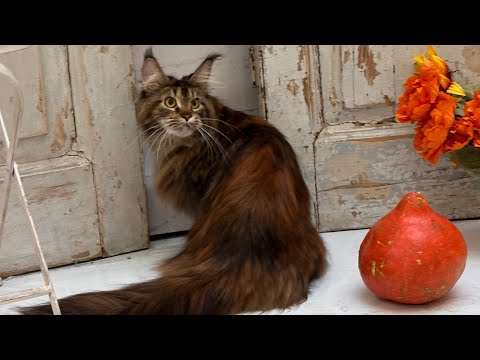 Видео: Выставка кошек в Москве. Мейн-кун Илана, наша девочка #cats #catshow #выставкакошек