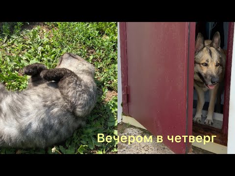 Видео: Кот Мыр , кошка Маша и собака Марта