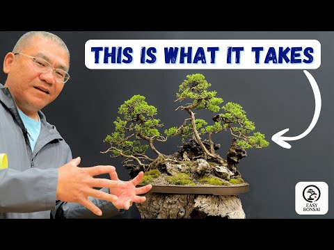 Видео: Выставка бонсай: советы новичкам по выбору деревьев бонсай, удостоенных наград