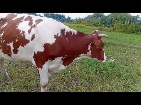 Видео: Моя 4 корова!
