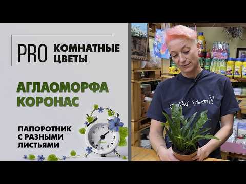 Видео: Аглаоморфа коронас. Папоротник с разными листьями. Интересное комнатное растение. Уход, полив.