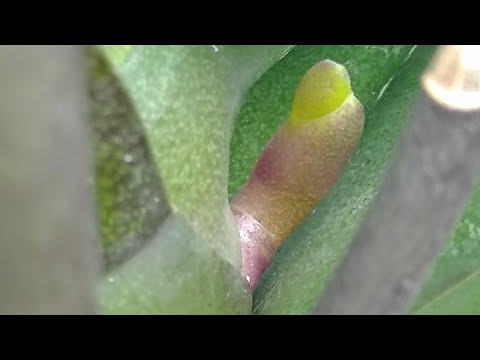 Видео: ДАВАЙ орхидеи ЙОД! цветонос, корни ПОЙДУТ! орхидеи РАСТУТ БЫСТРЕЕ! ПРОБУЙ такой полив!