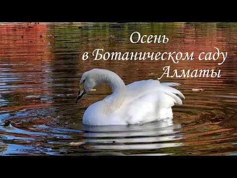 Видео: Прогулка по Ботаническому саду в Алматы. 24.10.2025