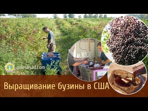 Видео: ВЫРАЩИВАНИЕ БУЗИНЫ В США