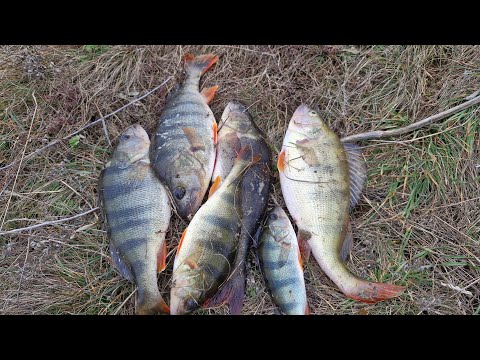 Видео: За окунем на водохранилище  Встречаем февраль со спиннингом  01 02 2025
