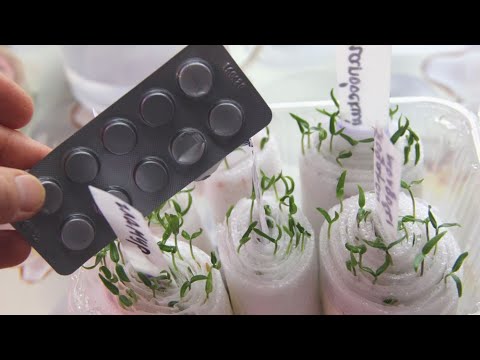 Видео: СДЕЛАЙТЕ ЭТО И ПЕРЕЦ ВЗОЙДЕТ 100 %!