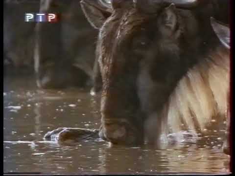 Видео: РТР - Диалоги о животных - 2000 (1)