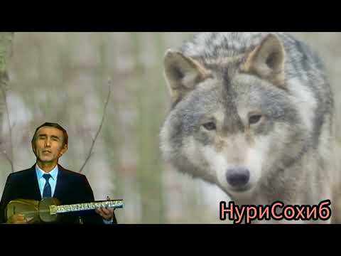 Видео: Ш.Жураев.УМР УТМОКДА.Куринг яхши дам олинг.