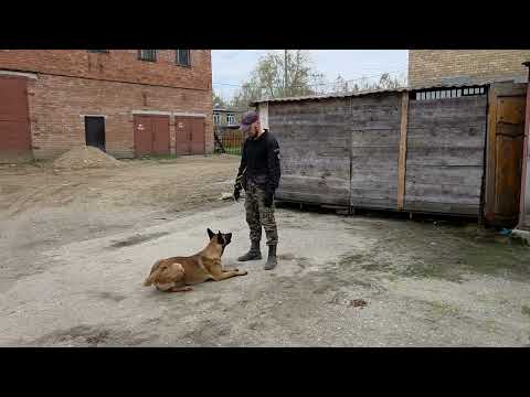 Видео: Выполнение команд при отвлекающих факторах.