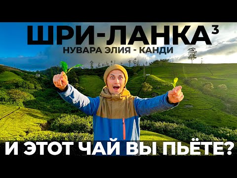 Видео: Шри Ланка: самостоятельно или тур? Мы в шоке от чайных плантаций Правда о чае. Нувара Элия Канди