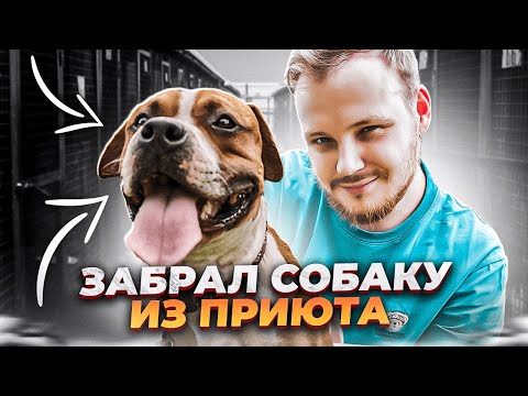 Видео: КОРОЧЕ ГОВОРЯ Я ЗАБРАЛ СОБАКУ ИЗ ПРИЮТА И ВОТ ЧТО СЛУЧИЛОСЬ