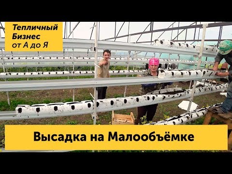 Видео: Как правильно посадить клубнику на малообъемку?