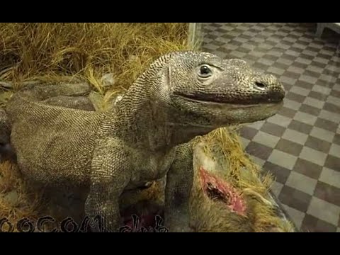Видео: Я надеюсь, всех животных убили браконьеры!