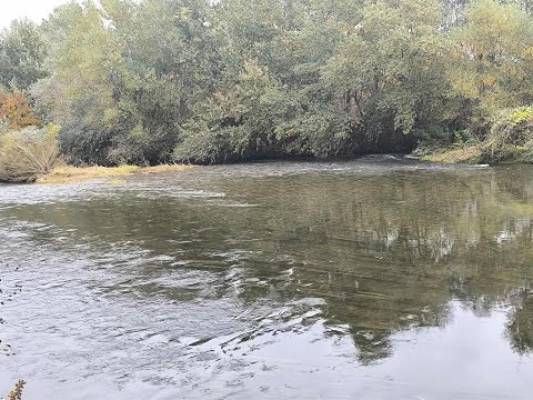 Видео: Искърска сеч на есенни кефали
