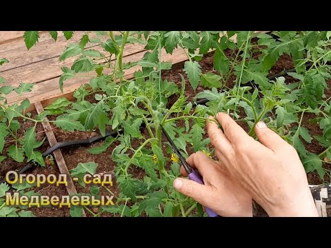 Видео: Эти листья томатов удаляем, а эти ни в коем случае! Формирование томатов