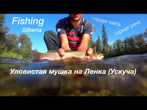 Видео: Порвали лодку  | Рыбалка в Сибири | Уловистая мушка  на Ленка (Ускуча)
