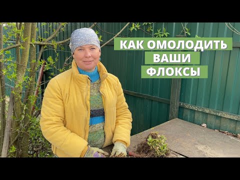 Видео: Омолаживаем старые флоксы