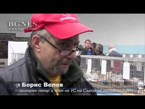Видео: Познавачи: Гълъбите имат природен GPS, а най-легендарна е „гълъбовата любов”