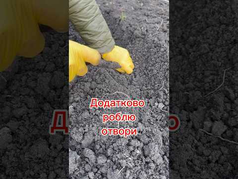 Видео: Мілко посаджений часник навесні вилазить поверх землі з корінням