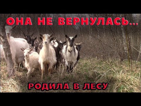 Видео: Она не вернулась. Родила в лесу!