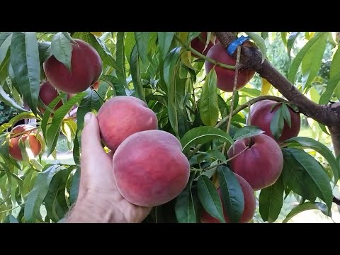 Видео: Персик Роял Глорi /Royal Glory на 23 липня 2024 р.