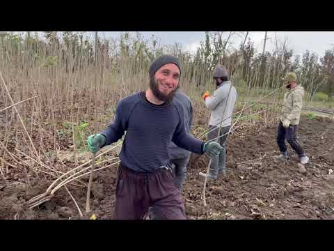 Видео: Выкопка саженцев черешни на подвое ВСЛ-2 . 5 ноября 25 год 