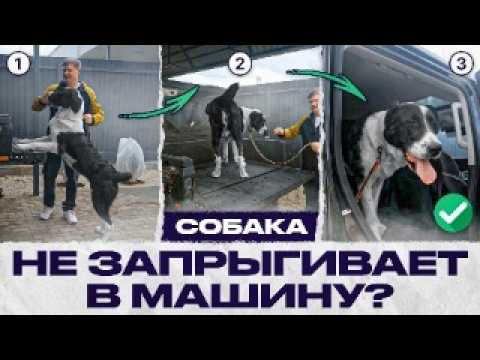 Видео: Как научить собаку запрыгивать в машину? Методы для щенков и взрослых собак