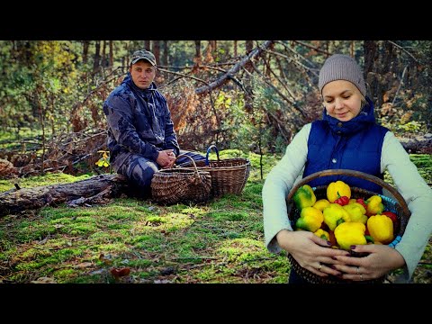 Видео: Этот ЛЕС не перестаёт нас удивлять. ЗАКРЫВАЕМ СЕЗОН.