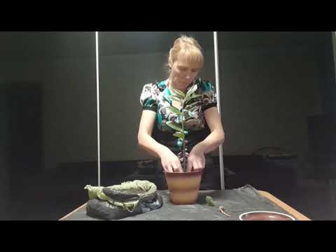 Видео: КАК РЕАНИМИРОВАТЬ СТАРОЙ ЗАМИОКУЛЬКАС #субтитры #popular #easy #subtitles