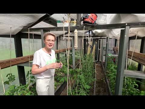 Видео: ВСЁ САМОЕ ВАЖНОЕ О ВЫРАЩИВАНИИ ТОМАТОВ В ТЕПЛИЦЕ