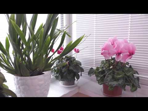 Видео: ПРИПЛЫЛИ, 🕷ТРИПСЫ🕷! БУДЬТЕ ОСТОРОЖНЫ!