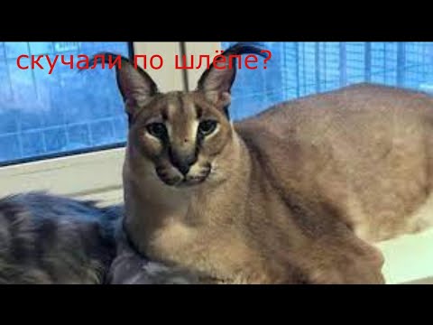 Видео: Пять ночей с шлёпой 3: финал