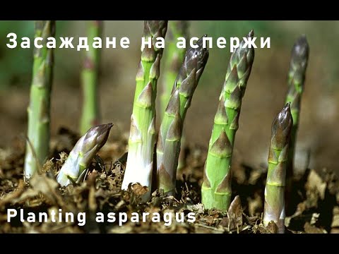 Видео: Planting asparagus from crowns. / Засаждане на аспержи от разсад