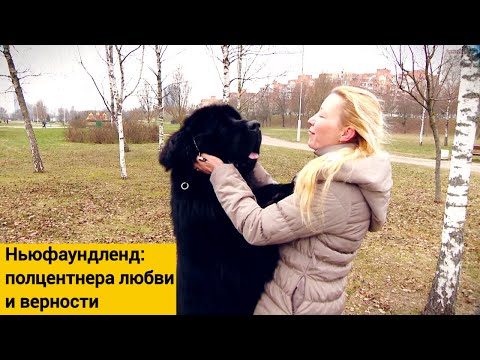 Видео: Про ньюфаундлендов: особенности удивительной собачьей породы