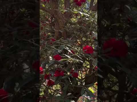 Видео: Гималайское восхождение через рододендроновые рощи