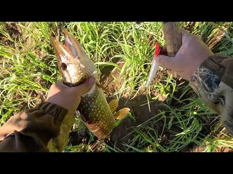 Видео: Фильм о клёвой рыбалке! Трофей на 11кг!