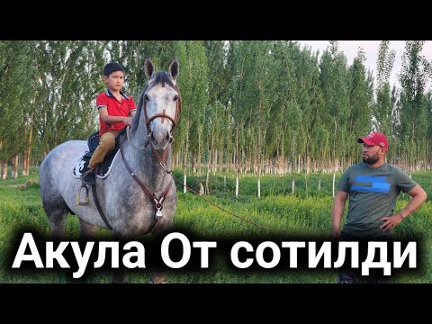 Видео: ОТ КУРИНГ ОТНИ ОТИ АКУЛА..СОТИЛАДИ.#rek #horse #otbozor #horselover #лошадки #shortvideo #shorts