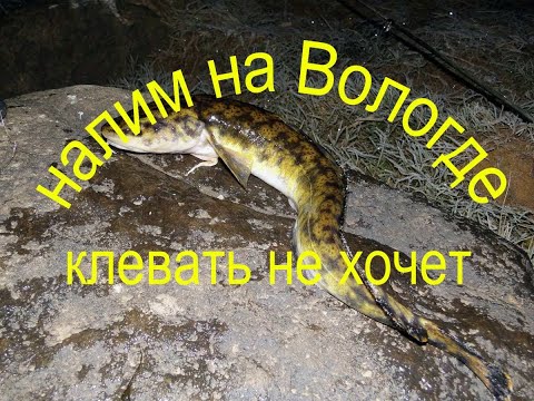 Видео: налим хитрый,Вологодский не хочет клевать.