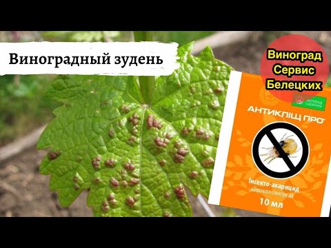 Видео: Виноградный зудень-виноградный клещ!Как с ним бороться и для чего?Что мы знаем о нём?